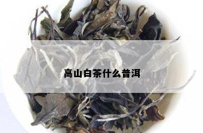 高山白茶什么普洱