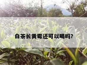 白茶长黄霉还可以喝吗？