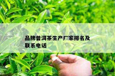 品牌普洱茶生产厂家排名及联系电话