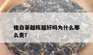 植白茶越陈越好吗为什么那么贵？