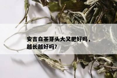 安吉白茶芽头大又肥好吗，越长越好吗？