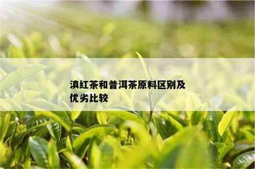 滇红茶和普洱茶原料区别及优劣比较