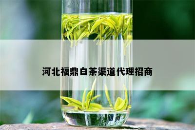 河北福鼎白茶渠道代理招商