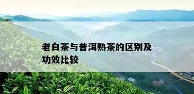 老白茶与普洱熟茶的区别及功效比较