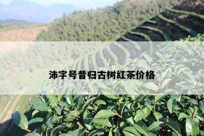 沛字号昔归古树红茶价格