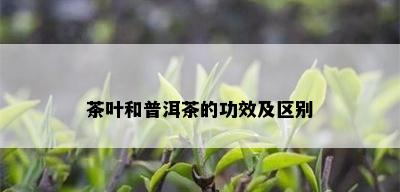 茶叶和普洱茶的功效及区别