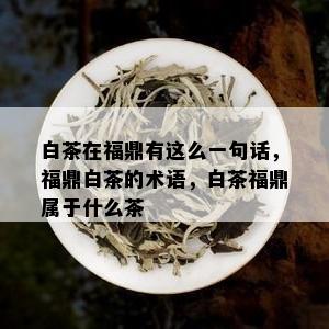 白茶在福鼎有这么一句话，福鼎白茶的术语，白茶福鼎属于什么茶