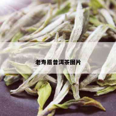 老寿眉普洱茶图片