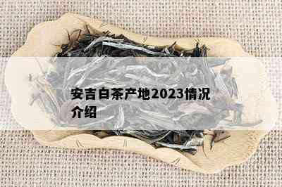 安吉白茶产地2023情况介绍