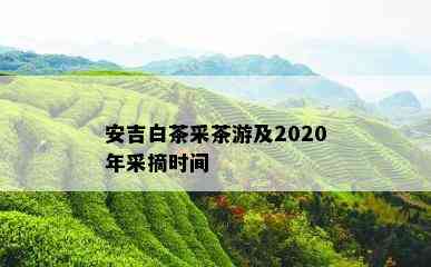 安吉白茶采茶游及2020年采摘时间