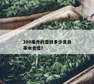 300毫升的壶放多少克白茶水合适？