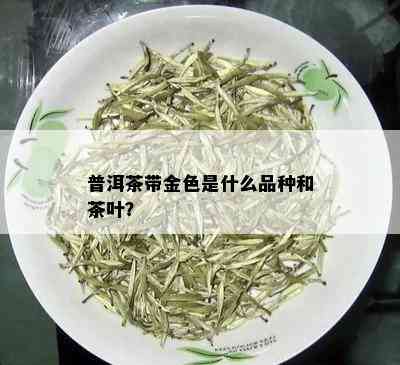 普洱茶带金色是什么品种和茶叶？