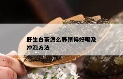 野生白茶怎么养殖得好喝及冲泡方法