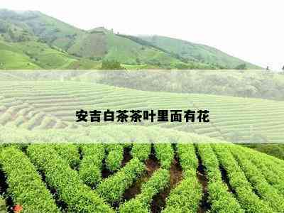 安吉白茶茶叶里面有花