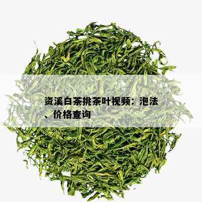 资溪白茶挑茶叶视频：泡法、价格查询