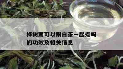 桦树茸可以跟白茶一起煮吗的功效及相关信息