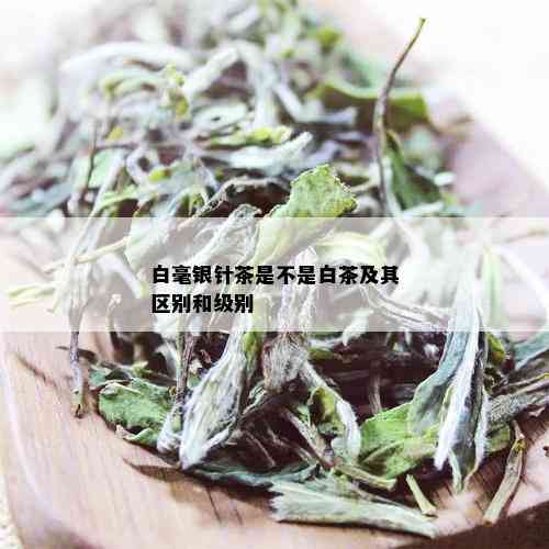 白毫银针茶是不是白茶及其区别和级别