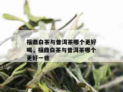 福鼎白茶与普洱茶哪个更好喝，福鼎白茶与普洱茶哪个更好一些