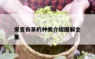 安吉白茶的种类介绍图解全集