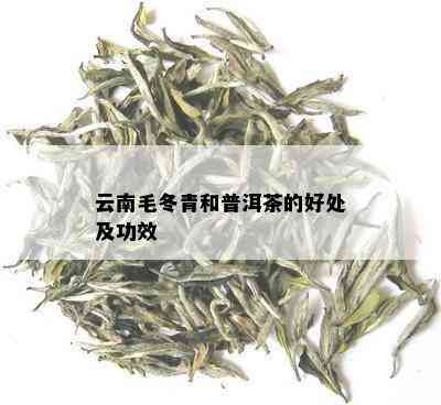 云南毛冬青和普洱茶的好处及功效