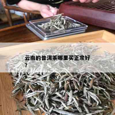 云南的普洱茶哪里买正宗好？