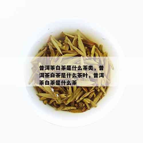 普洱茶白茶是什么茶类，普洱茶白茶是什么茶叶，普洱茶白茶是什么茶