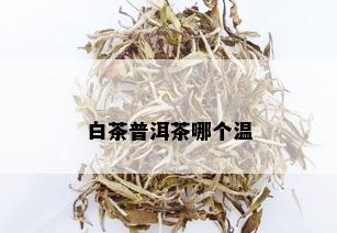 白茶普洱茶哪个温