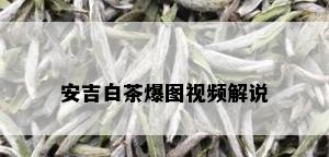 安吉白茶爆图视频解说