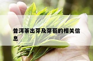 普洱茶出芽及芽苞的相关信息