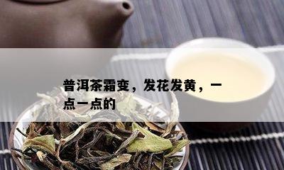 普洱茶霜变，发花发黄，一点一点的