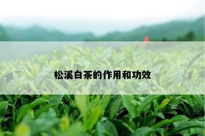 松溪白茶的作用和功效