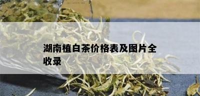 湖南植白茶价格表及图片全收录