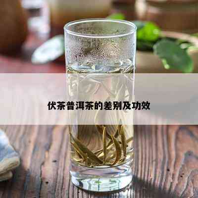 伏茶普洱茶的差别及功效