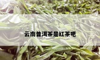 云南普洱茶是红茶吧