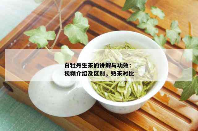 白牡丹生茶的讲解与功效：视频介绍及区别，熟茶对比