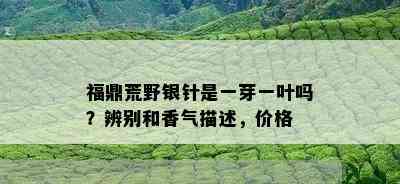 福鼎荒野银针是一芽一叶吗？辨别和香气描述，价格