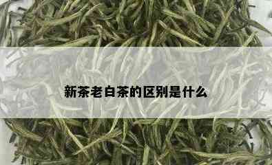 新茶老白茶的区别是什么