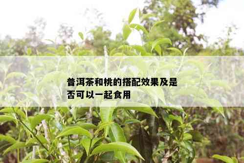 普洱茶和桃的搭配效果及是否可以一起食用