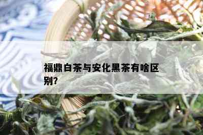 福鼎白茶与安化黑茶有啥区别？