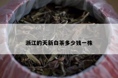 浙江的天新白茶多少钱一株