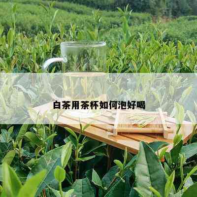 白茶用茶杯如何泡好喝