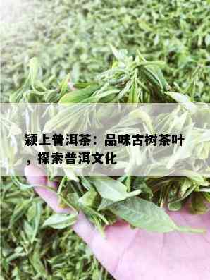 颍上普洱茶：品味古树茶叶，探索普洱文化