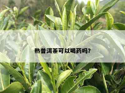 熟普洱茶可以喝吗？