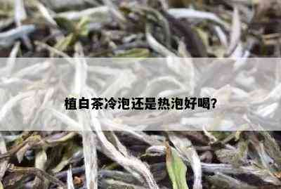 植白茶冷泡还是热泡好喝？