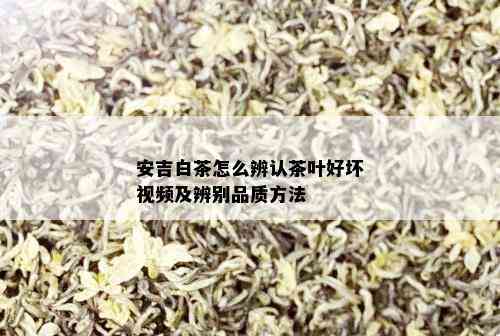 安吉白茶怎么辨认茶叶好坏视频及辨别品质方法