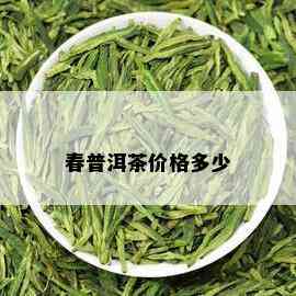 春普洱茶价格多少