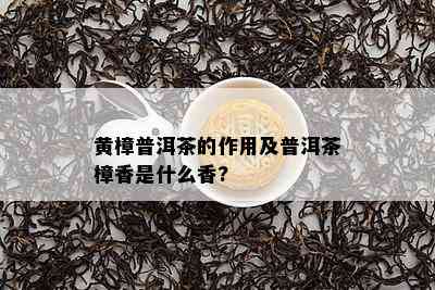 黄樟普洱茶的作用及普洱茶樟香是什么香?