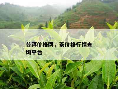 普洱价格网，茶价格行情查询平台