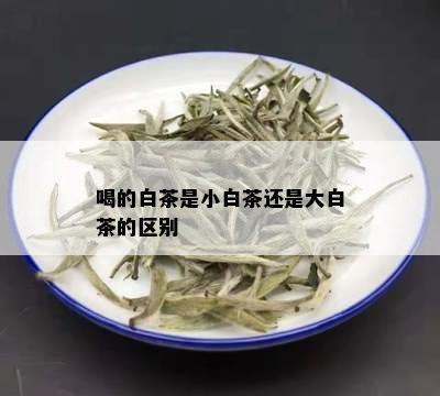 喝的白茶是小白茶还是大白茶的区别