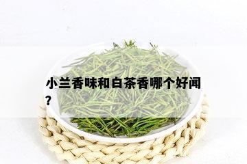 小兰香味和白茶香哪个好闻？